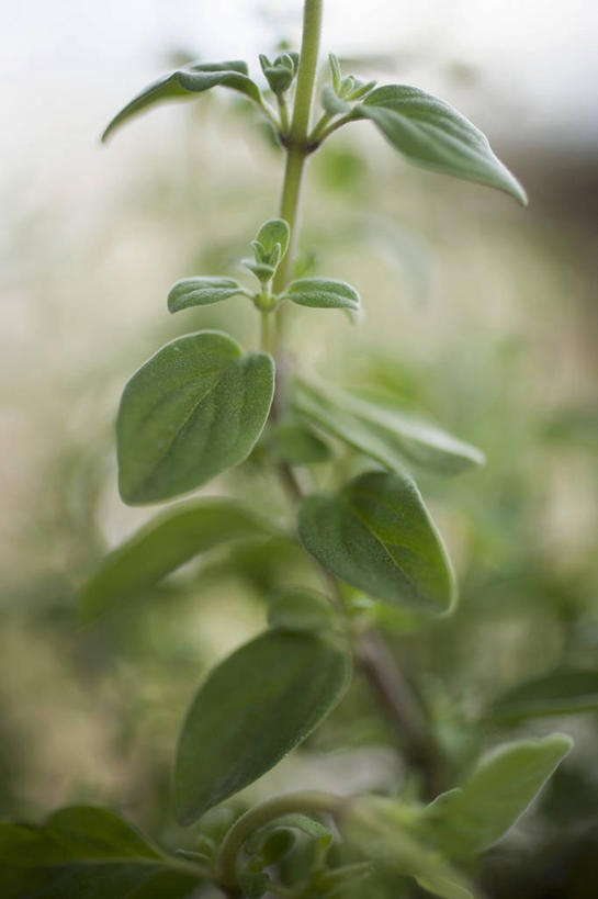 无人,竖图,室外,特写,白天,正面,植物,叶子,朦胧,模糊,纹理,绿叶,绿色,嫩叶,牛至,滇香蕾,墨角兰,土香薷,肌理,荆芥,马郁兰草,香薷,奥勒冈草,白花土荆芥,白花茵陈,川香薷,俄力冈叶,减脂叶,满山香,蘑菇草,披萨草,银薄荷,止痢草,叶,叶片,叶脉,彩图