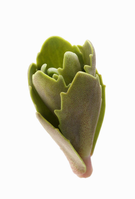 无人,竖图,俯视,室内,特写,白天,白色背景,植物,餐桌,桌子,阴影,反射,影子,草药,药草,中药,一个,绿色,摄影,影棚,单个,餐台,药材,中草药,中药材,本草,红景天,蔷薇红景天,彩图,高角度拍摄,影棚拍摄,拍摄,扫罗玛布尔