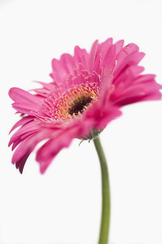 无人,竖图,室内,特写,白天,白色背景,正面,盛开,非洲菊,花蕾,花,花瓣,花朵,鲜花,一朵,粉色,花苞,花蕊,菊花,摄影,影棚,扶郎花,灯盏花,千日菊,彩图,影棚拍摄,拍摄