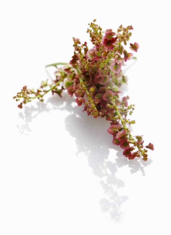 无人,竖图,俯视,室内,特写,白天,白色背景,餐桌,桌子,蔬菜,阴影,新鲜,盛开,反射,影子,食品,花蕾,花,花瓣,花朵,鲜花,食物,花苞,花蕊,摄影,有机食品,绿色食品,影棚,餐台,酸模,野菠菜,皱叶羊蹄,体贴,山菠菜,山大黄,彩图,高角度拍摄,影棚拍摄,拍摄