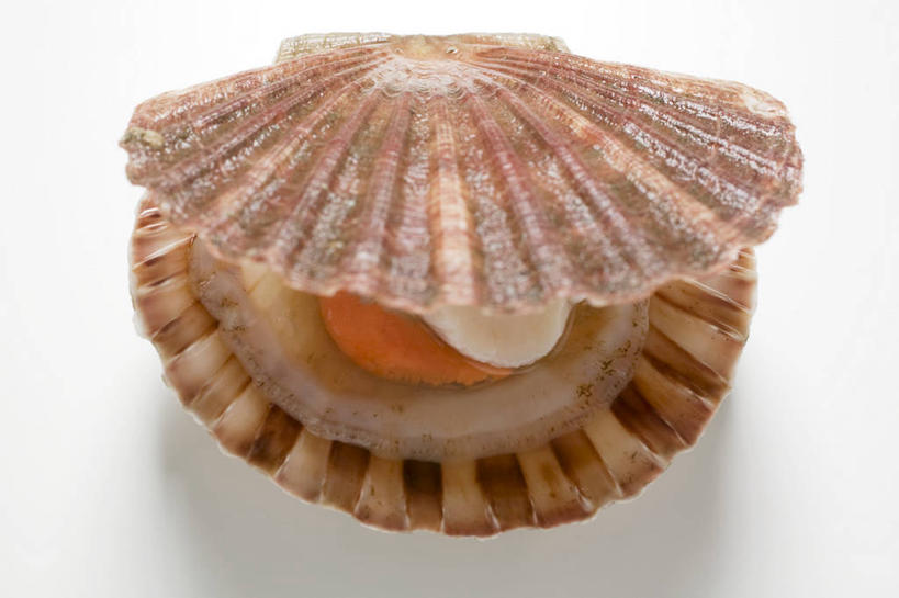 海鲜,无人,横图,俯视,室内,特写,白天,白色背景,餐桌,桌子,阴影,反射,影子,扇贝,水产,海洋生物,一个,摄影,影棚,单个,餐台,海扇,水生动物,海产品,水生物,海底动物,彩图,高角度拍摄,影棚拍摄,拍摄