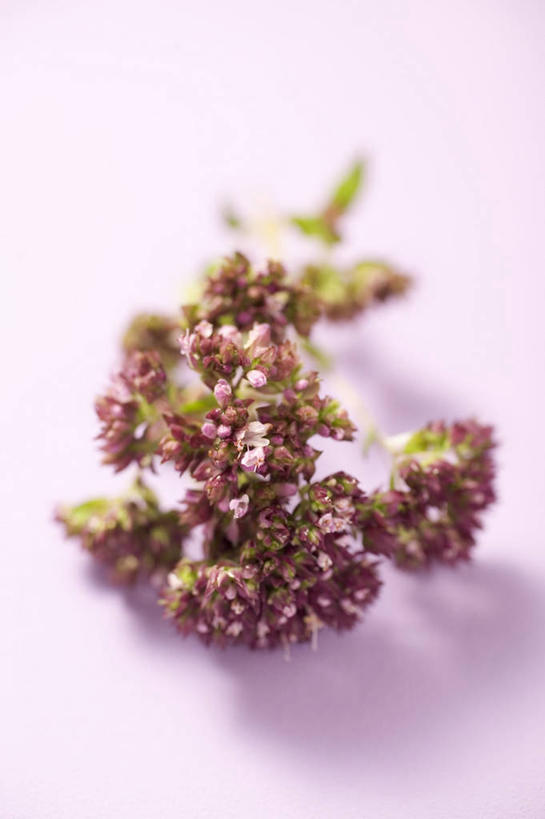 无人,竖图,俯视,室内,特写,白天,阴影,粉色背景,朦胧,模糊,芳香,盛开,反射,影子,花蕾,花,花瓣,花朵,鲜花,香草,花苞,花蕊,摄影,影棚,吉祥,百里香,麝香草,如意,勇气,勇敢,地椒,自尊,不屈,平安,彩图,高角度拍摄,影棚拍摄,拍摄