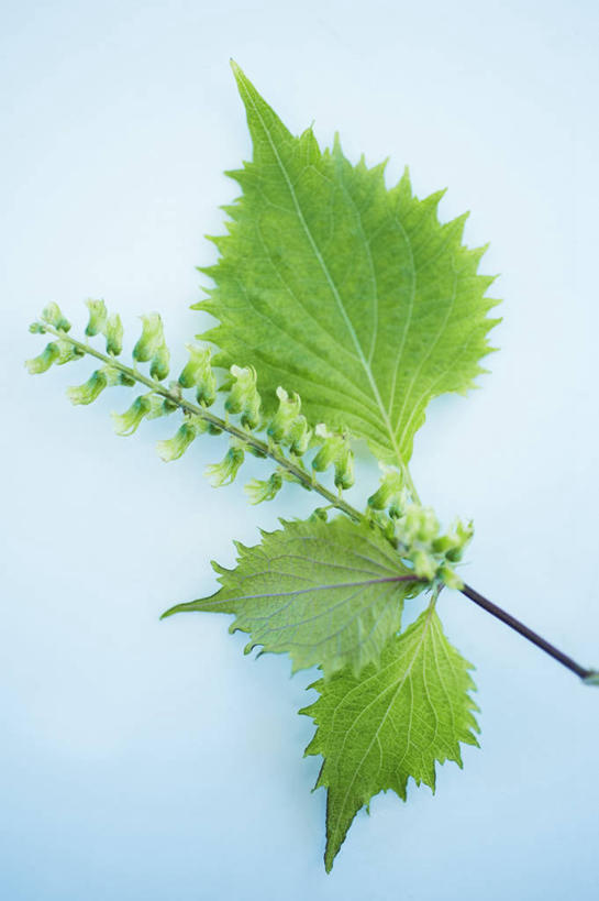 无人,竖图,俯视,室内,特写,白天,植物,餐桌,桌子,叶子,阴影,蓝色背景,反射,纹理,影子,绿叶,绿色,香草,嫩叶,摄影,影棚,餐台,紫苏,肌理,赤苏,红苏,黑苏,芳香植物,叶,叶片,叶脉,彩图,高角度拍摄,影棚拍摄,拍摄