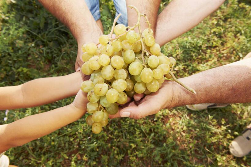 西方人,儿童,中年人,老年人,手,三个人,父亲,儿子,祖父,三代同堂,站,捧,笑,微笑,横图,俯视,室外,特写,白天,纯洁,草地,草坪,植物,葡萄,水果,欧洲,欧洲人,许多,弯腰,阴影,新鲜,光线,影子,生食,食品,果实,注视,祖孙三代,草,食物,小孩,绿色,阳光,观察,看,站着,温暖,温馨,父子,手部,父爱,可爱,童年,童趣,有机食品,绿色食品,爷爷,观看,祖孙,和睦,察看,关注,童真,烂漫,无邪,外公,外祖父,外孙,外孙子,弯身,天真,老年男性,男孩,男人,男性,中年男性,白种人,孩子,全家福,孙子,山葫芦,蒲桃,草龙珠,端,端着,捧着,手捧,站立,半身,彩图,高角度拍摄,融洽,男生,爸爸,多代同堂