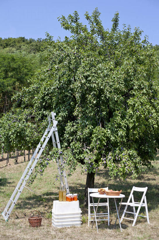 无人,果园,攀登,交叉,竖图,室外,白天,正面,旅游,度假,美景,田园,植物,餐桌,桌子,竹子,椅子,欧洲,匈牙利,阴影,竹制,编织,光线,篮子,梯子,影子,阶梯,木椅,景观,果树,娱乐,树,树木,蓝色,绿色,蓝天,天空,阳光,自然,竹篮,天,享受,休闲,爬,景色,放松,生长,晴朗,成长,餐台,上升,竹条,交织,竹制品,自然风光,中欧,人字梯,万里无云,田庄,登高,穿插,匈牙利共和国,园子,巴拉顿湖,晴空,晴空万里,攀爬,彩图