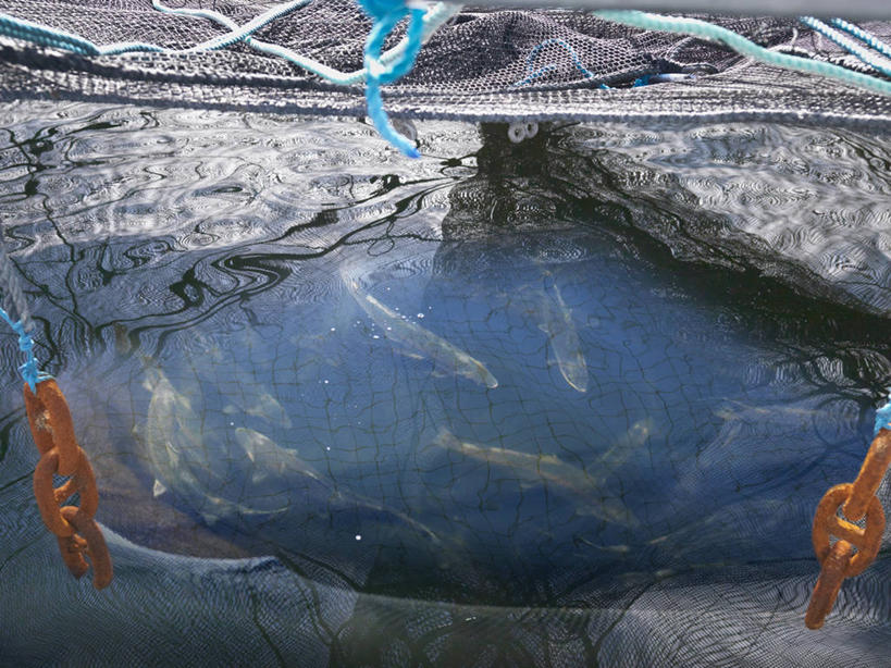 游泳,无人,横图,俯视,室外,白天,美景,瑞典,欧洲,一群,许多,阴影,光线,鱼,影子,景观,很多,鱼类,海洋生物,阳光,自然,景色,渔网,渔具,斯堪的纳维亚,抓捕,自然风光,北欧,水生动物,斯堪的那维亚,斯堪的那维亚半岛,斯堪的纳维亚半岛,捕捞,鱼网,水生物,海底动物,拉网,捕捞工具,首府,泅水,瑞典王国,拍浮,西曼兰省,韦斯特罗斯,半身,彩图,高角度拍摄