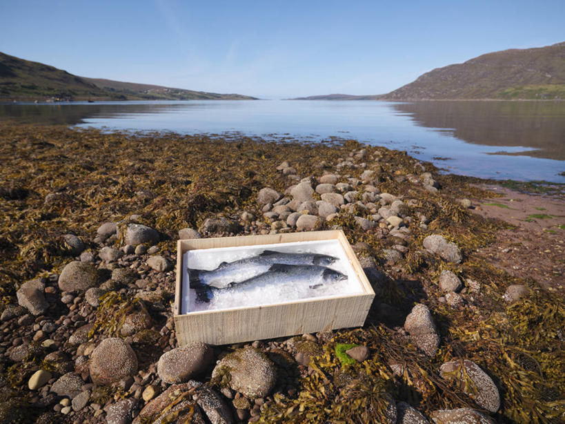 无人,横图,室外,白天,正面,旅游,度假,湖,湖泊,石头,美景,沙滩,水,瑞典,欧洲,两条,阴影,波纹,光线,木制,鱼,木盒,沙子,石子,影子,冰,河岸,河滩,湖面,景观,水流,水面,冰块,涟漪,沙地,娱乐,冷冻,鱼类,海洋生物,蓝色,倒影,蓝天,水纹,天空,阳光,自然,木制品,容器,波浪,湖水,天,享受,休闲,景色,放松,寒冷,晴朗,冷藏,储藏,冰冷,倒映,斯堪的纳维亚,储存,自然风光,北欧,水生动物,斯堪的那维亚,斯堪的那维亚半岛,斯堪的纳维亚半岛,水生物,海底动物,万里无云,首府,水晕,保鲜,瑞典王国,反照,西曼兰省,韦斯特罗斯,石块,岩石,晴空,晴空万里,彩图,全身,贮存