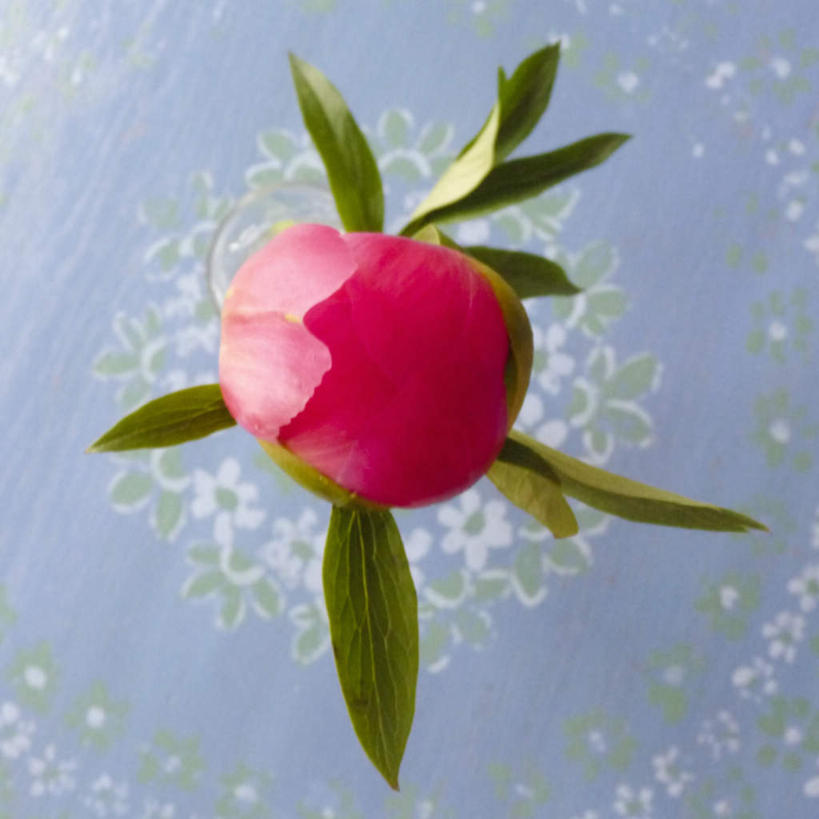 无人,方图,俯视,室内,特写,白天,水,牡丹花,叶子,阴影,飞溅,朦胧,模糊,盛开,溅,反射,液体,影子,水滴,绿叶,花蕾,水珠,花,花瓣,花朵,鲜花,一朵,粉色,花苞,花蕊,嫩叶,富贵,喷洒,鼠姑,鹿韭,白茸,百雨金,浓情,圆满,富贵花,洛阳花,牡丹,木芍药,芍药,叶,叶片,彩图,高角度拍摄