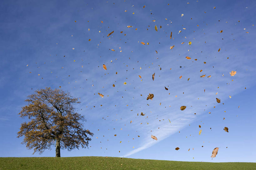 无人,横图,室外,白天,正面,旅游,度假,草地,草坪,美景,植物,叶子,德国,欧洲,一棵,阴影,光线,影子,地平线,景观,云,云朵,辽阔,枫叶,枯叶,落叶,地面,云彩,娱乐,草,树,树木,黄色,红色,蓝色,绿色,白云,蓝天,天空,阳光,自然,天,享受,休闲,广阔,景色,放松,生长,晴朗,成长,枫树叶,一望无际,西欧,自然风光,下降,延伸,降落,德意志联邦共和国,天地相交,无边无际,一马平川,降低,下跌,下落,叶,叶片,晴空,彩图