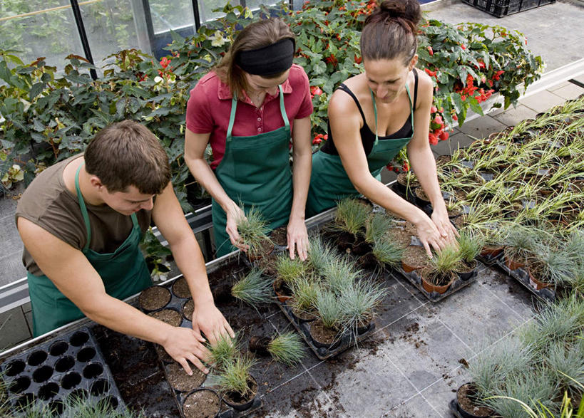 西方人,三个人,伙伴,朋友,店员,站,横图,俯视,室内,白天,友谊,合作,团队,植物,窗户,落地窗,欧洲,欧洲人,一排,握,服装,整齐,盆栽,围裙,盆景,拿,温室,拿着,注视,休闲装,玻璃窗,排列,衣服,绿色,自然,低头,观察,看,站着,营业员,休闲,休闲服,战略,握着,服饰,设施,生长,成长,观看,察看,暖房,防寒,队列,关注,加温,透光,保温,联合,合谋,销售人员,配合,协作,年轻女性,女人,女性,白种人,售货员,站立,半身,彩图,高角度拍摄