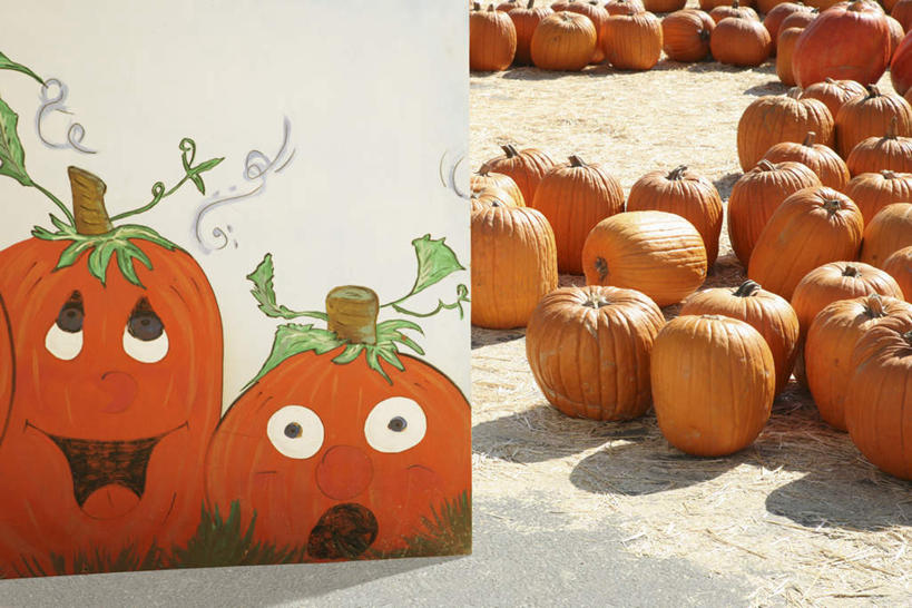 脸,头,脸颊,无人,广场,横图,插画,室外,白天,正面,数码,科技,南瓜,蔬菜,纸牌,叶子,照明,一堆,许多,阴影,堆叠,堆积,节日,朦胧,模糊,庆祝,新鲜,装饰,网络,灯光,金瓜,食品,绿叶,地面,高光,几何,计算机图形,合成,图画,文化,镂空,番瓜,广告,灯,画,食物,灯具,庆典,橙色,嫩叶,南瓜灯,万圣节,有机食品,绿色食品,纪念,堆,华丽,修饰,麦瓜,倭瓜,照亮,点缀,电脑合成图,数码合成图,笑脸,合成图,照明设备,漫画,写实,具体,具象,衬托,美观,雅致,雅观,镂刻,头部,脸部,脸蛋,面部,叶,叶片,彩图