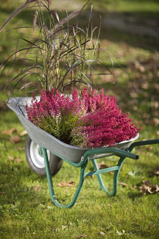 无人,竖图,俯视,室外,白天,草地,草坪,植物,一堆,一辆,许多,阴影,堆叠,堆积,盛开,光线,影子,枝条,很多,花蕾,车,草,花,花瓣,花朵,鲜花,树,树木,树枝,绿色,阳光,手推车,交通工具,花苞,花蕊,独轮车,堆,载具,虬枝,枝杈,彩图,高角度拍摄