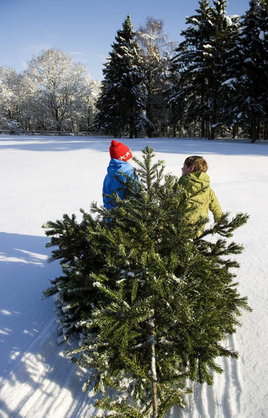 西方人,儿童,两个人,家庭,走,拉,竖图,室外,白天,纯洁,雪,植物,大雪,帽子,欧洲,欧洲人,阴影,服装,光线,影子,积雪,雪景,冬季,冬天,树,树木,小孩,背面,衣服,蓝色,绿色,蓝天,天空,阳光,自然,天,温暖,温馨,一家人,寒冷,可爱,童年,童趣,服饰,生长,晴朗,成长,羽绒服,保暖,和睦,御寒,童真,烂漫,无邪,万里无云,棉帽,严寒,冬装,天真,男孩,男人,男性,女孩,女人,女性,白种人,晴空,晴空万里,步行,散步,走路,彩图,全身,融洽,男生,女生