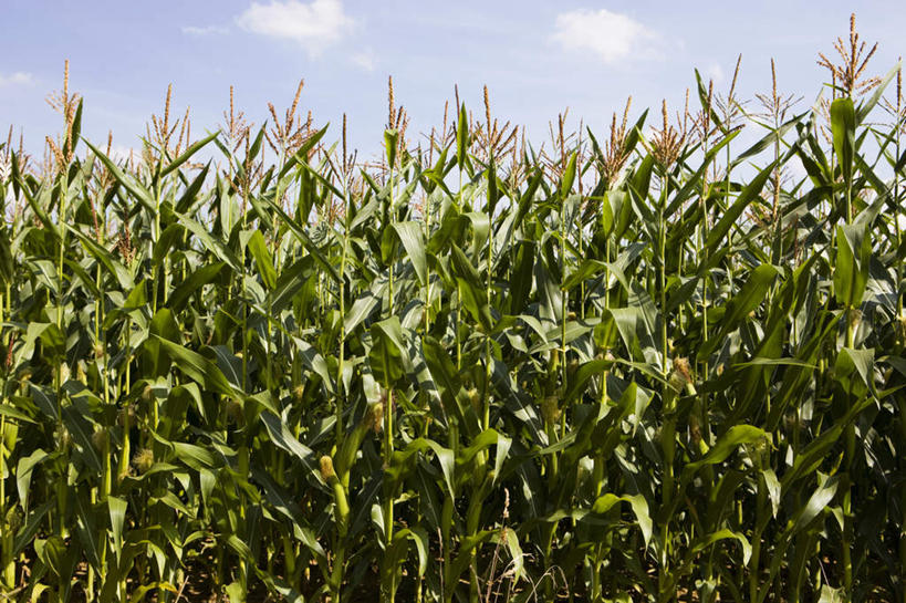 无人,横图,室外,白天,正面,旅游,度假,花海,花圃,美景,植物,叶子,德国,欧洲,阴影,盛开,光线,影子,景观,云,云朵,花蕾,云彩,娱乐,花,花瓣,花朵,花卉,鲜花,蓝色,绿色,白云,蓝天,天空,阳光,自然,花丛,花束,花田,天,花苞,花蕊,享受,休闲,景色,放松,晴朗,西欧,自然风光,德意志联邦共和国,巴伐利亚,巴伐利亚州,拜恩州,拜恩自由州,晴空,彩图