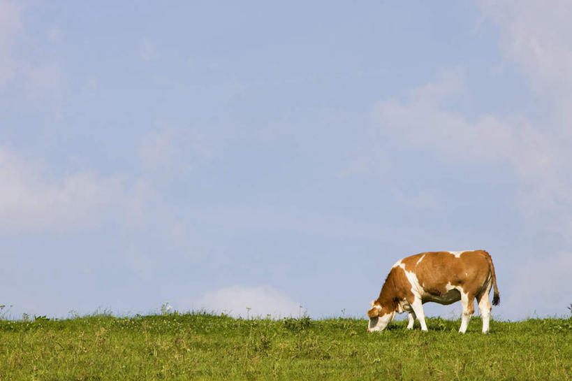 无人,站,吃,横图,室外,白天,侧面,草地,草坪,美景,植物,牛,德国,欧洲,一头,阴影,光线,影子,地平线,景观,云,云朵,辽阔,地面,云彩,草,蓝色,绿色,白云,蓝天,天空,阳光,自然,动物,天,低头,站着,广阔,家畜,景色,牲畜,晴朗,一望无际,西欧,自然风光,延伸,德意志联邦共和国,天地相交,巴伐利亚,巴伐利亚州,拜恩州,拜恩自由州,无边无际,一马平川,晴空,嚼,食,站立,彩图,全身