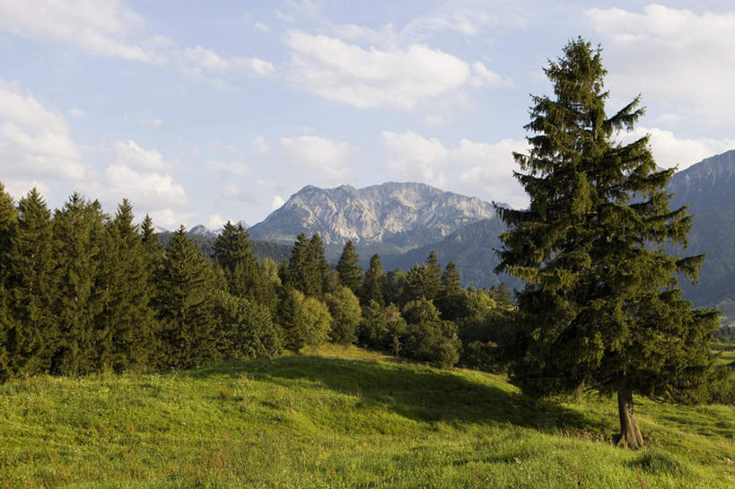 无人,横图,室外,白天,正面,旅游,度假,草地,草坪,美景,山,山脉,树林,植物,德国,欧洲,阴影,光线,影子,景观,山峰,云,云朵,山峦,云彩,娱乐,草,树,树木,蓝色,绿色,白云,蓝天,天空,阳光,自然,群山,天,享受,休闲,景色,放松,生长,晴朗,成长,西欧,自然风光,德意志联邦共和国,巴伐利亚,巴伐利亚州,拜恩州,拜恩自由州,晴空,彩图