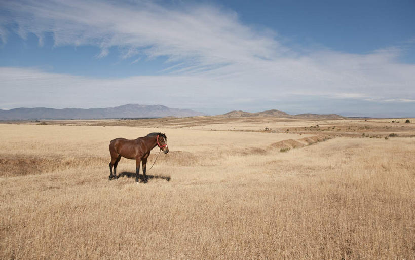 无人,站,横图,室外,白天,侧面,旅游,度假,美景,植物,马,野生动物,智利,阴影,枯萎,光线,影子,景观,云,云朵,枯草,云彩,娱乐,一匹,草,黄色,蓝色,白云,蓝天,天空,阳光,自然,动物,天,站着,享受,休闲,景色,南美,放松,运输,牲畜,晴朗,南美洲,拉丁美洲,自然风光,美洲,亚美利加洲,南亚美利加洲,智利共和国,晴空,站立,彩图,全身