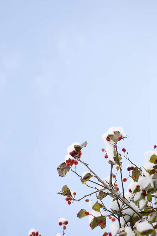 无人,竖图,室外,特写,白天,仰视,雪,大雪,盛开,积雪,雪景,冬季,冬天,花蕾,花,花瓣,花朵,鲜花,蓝色,蓝天,天空,天,花苞,花蕊,寒冷,晴朗,万里无云,严寒,晴空,晴空万里,彩图,低角度拍摄