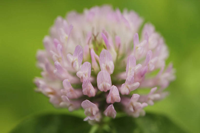 无人,横图,室外,特写,白天,正面,幸福,美景,朦胧,模糊,盛开,景观,三叶草,花蕾,花,花瓣,花朵,鲜花,一朵,粉色,自然,花苞,花蕊,景色,自然风光,车轴草,苜蓿,彩图,红花三叶草