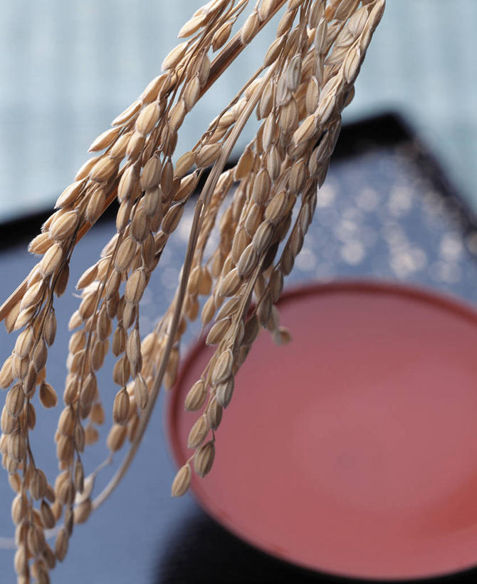 无人,竖图,俯视,室内,特写,白天,餐具,阴影,朦胧,模糊,反射,碟子,盘,影子,陶瓷,谷类,谷物,水稻,陶瓷制品,米,稻,大米,两个,盘子,容器,碟,碗,储藏,储存,彩图,高角度拍摄,贮存