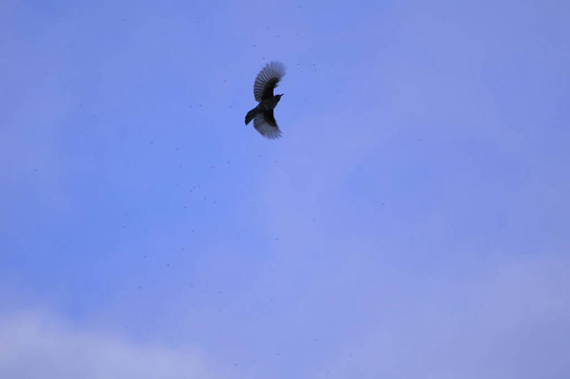 无人,横图,室外,白天,仰视,旅游,度假,美景,鸟,飞翔,伸展,张开,展翅,阴影,飞行,光线,翅膀,鸟类,影子,景观,云,云朵,翱翔,云彩,娱乐,飞,一只,蓝色,白云,蓝天,天空,阳光,自然,天,享受,休闲,景色,放松,晴朗,自然风光,张开翅膀,栗耳鹎,展开翅膀,鹎,晴空,彩图,低角度拍摄,全身,棕耳鹎,栗耳短脚鹎