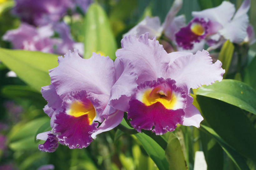 无人,横图,室外,特写,白天,正面,美景,叶子,阴影,朦胧,模糊,盛开,光线,影子,景观,绿叶,花蕾,花,花瓣,花朵,鲜花,阳光,自然,花苞,花蕊,嫩叶,景色,高雅,自然风光,淡泊,花中君子,热带兰,洋兰,兰花,叶,叶片,彩图