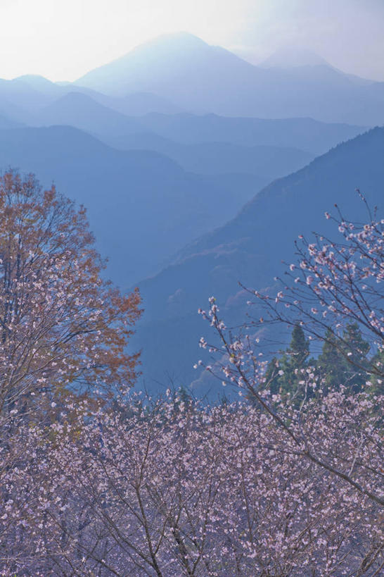 无人,竖图,俯视,室外,白天,旅游,度假,幸福,纯洁,美景,山,山脉,植物,雾,樱花,日本,亚洲,阴影,朦胧,模糊,盛开,光线,影子,景观,山峰,枝条,山峦,花蕾,娱乐,花,花瓣,花朵,鲜花,树,树木,树枝,蓝色,绿色,蓝天,天空,阳光,自然,群山,天,花苞,花蕊,享受,休闲,景色,放松,生长,晴朗,成长,等待,迷雾,生命,自然风光,东亚,本州,万里无云,关东地方,本州岛,日本国,栃木,栃木县,藤冈町,仙樱花,福岛樱,青肤樱,高尚,热烈,虬枝,枝杈,大雾,晴空,晴空万里,荆桃,彩图,高角度拍摄,下都贺郡