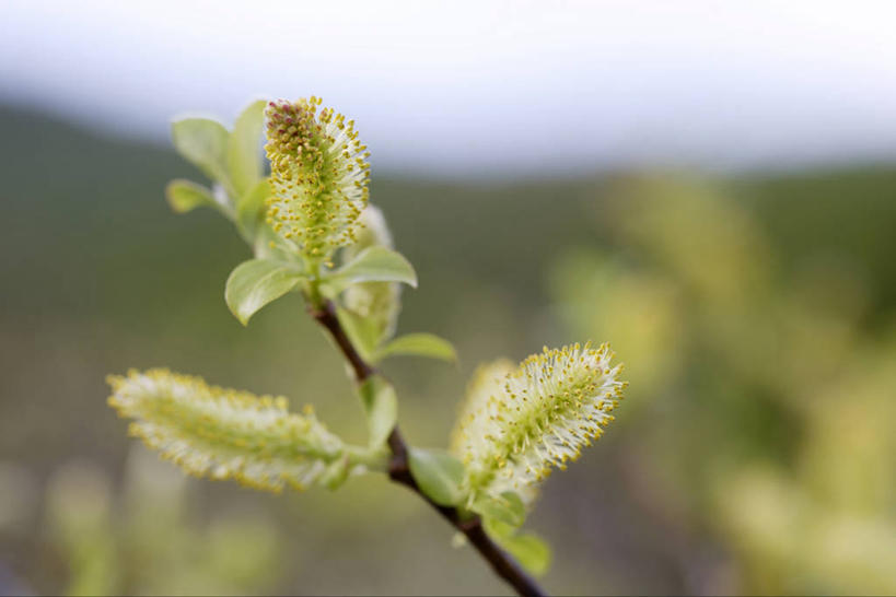无人,横图,室外,特写,白天,正面,自由,美景,植物,叶子,秋田县,日本,亚洲,阴影,朦胧,模糊,光线,纹理,影子,景观,绿叶,猫柳,枝条,树枝,绿色,阳光,自然,嫩叶,景色,生命,自然风光,东亚,本州,肌理,本州岛,日本国,秋田,东北地方,银芽柳,棉花柳,银柳,八幡平,虬枝,枝杈,叶,叶片,叶脉,彩图,鹿角郡