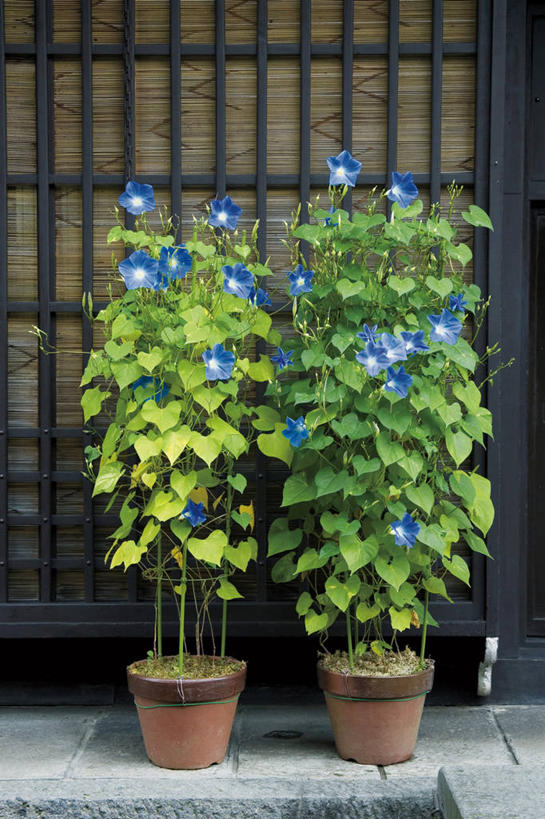 无人,竖图,室外,白天,正面,爱情,植物,喇叭花,阴影,盛开,光线,盆栽,影子,盆景,两盆,花蕾,花,花瓣,花朵,鲜花,蓝色,绿色,阳光,自然,花苞,花蕊,生长,成长,虚幻,牵牛,牵牛子,勤娘子,朝颜花,冷静,牵牛花,彩图,朝颜