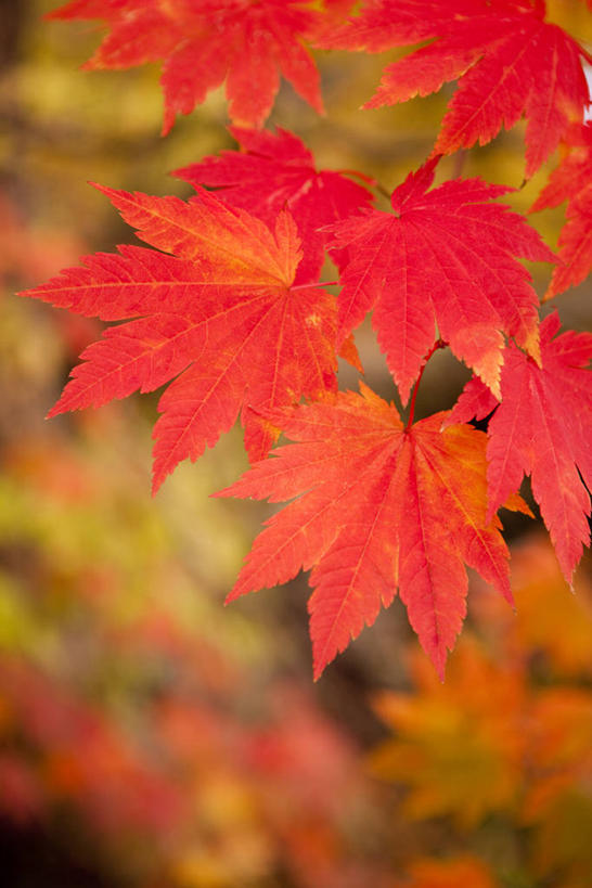 无人,竖图,室外,特写,白天,正面,美景,秋季,叶子,秋田县,日本,亚洲,阴影,朦胧,模糊,光线,影子,景观,枫叶,枯叶,落叶,黄色,红色,阳光,自然,景色,枫树叶,自然风光,东亚,本州,本州岛,日本国,秋田,东北地方,叶,叶片,秋,秋天,彩图,鹿角市