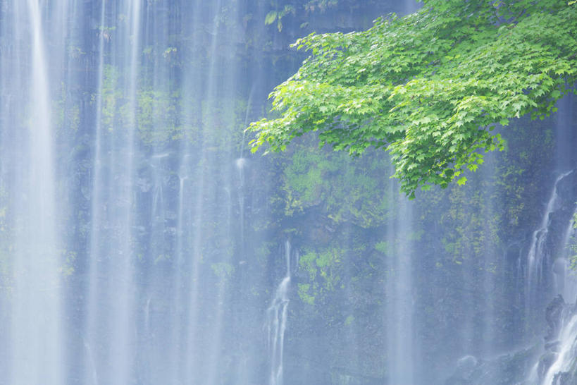 无人,横图,室外,白天,正面,旅游,度假,美景,瀑布,树林,水,植物,静冈县,日本,亚洲,飞溅,朦胧,模糊,溅,液体,景观,水滴,娱乐,水珠,树,树木,绿色,自然,享受,休闲,景色,放松,生长,成长,喷洒,自然风光,东亚,本州,本州岛,日本国,中部地方,静冈,富士宫,跌水,彩图,富士宫市