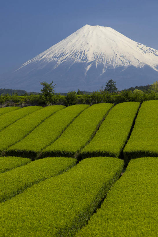 无人,农田,竖图,室外,白天,正面,旅游,度假,庄稼,农作物,火山,美景,山,树林,雪,雪山,植物,大雪,富士山,静冈县,日本,亚洲,阴影,光线,影子,冰,积雪,景观,山峰,雪景,冬季,冬天,山峦,娱乐,树,树木,蓝色,绿色,蓝天,天空,阳光,自然,天,享受,休闲,景色,放松,寒冷,生长,晴朗,成长,冰冷,自然风光,东亚,本州,万里无云,本州岛,日本国,中部地方,静冈,严寒,冰凉,酷寒,凛冽,凛凛,极冷,活火山,晴空,晴空万里,彩图,耕地,庄稼田,富士市