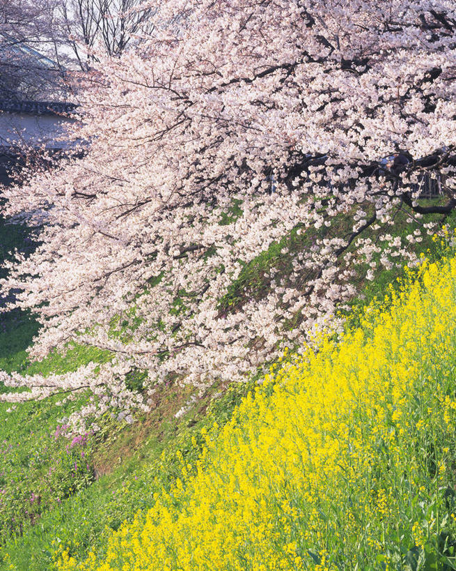 无人,公园,农田,竖图,室外,白天,正面,旅游,度假,幸福,纯洁,庄稼,农作物,花海,花圃,美景,树林,植物,樱花,叶子,东京,日本,亚洲,阴影,盛开,光线,影子,景观,花蕾,娱乐,花,花瓣,花朵,花卉,鲜花,树,树木,粉色,绿色,阳光,自然,花丛,花束,花田,花苞,花蕊,油菜花,享受,休闲,景色,放松,千代田区,生长,成长,等待,生命,自然风光,东亚,本州,关东地方,本州岛,日本国,东京都,仙樱花,福岛樱,青肤樱,高尚,热烈,北之丸公园,荆桃,彩图,耕地,庄稼田,油菜花田,芸苔,芸薹