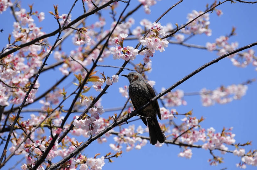 无人,站,横图,室外,特写,白天,仰视,幸福,纯洁,美景,树林,植物,樱花,鸟,阴影,朦胧,模糊,盛开,光线,鸟类,影子,景观,枝条,花蕾,注视,花,花瓣,花朵,鲜花,树,树木,树枝,一只,粉色,蓝色,绿色,蓝天,天空,阳光,自然,天,花苞,花蕊,观察,看,站着,景色,生长,晴朗,成长,观看,等待,察看,生命,关注,自然风光,万里无云,仙樱花,福岛樱,青肤樱,高尚,热烈,栗耳鹎,虬枝,枝杈,鹎,晴空,晴空万里,荆桃,站立,彩图,低角度拍摄,全身,棕耳鹎,栗耳短脚鹎