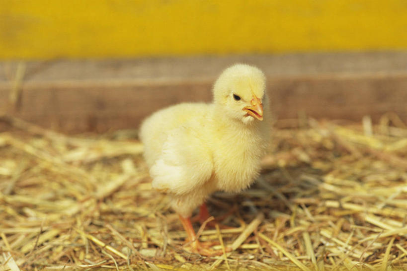 无人,站,横图,室内,特写,白天,侧面,鸡,幼小,阴影,朦胧,模糊,反射,影子,干草,注视,家禽,一只,黄色,动物,草垛,观察,看,站着,牲畜,观看,察看,关注,干草垛,站立,彩图,全身