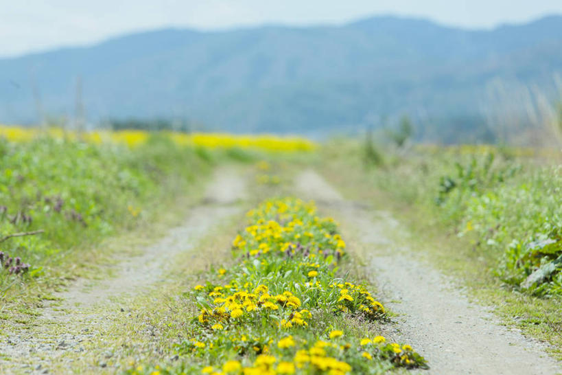 无人,横图,室外,白天,正面,旅游,度假,草地,草坪,花海,花圃,美景,植物,道路,路,叶子,长野县,日本,亚洲,阴影,朦胧,模糊,盛开,光线,影子,景观,小路,交通,花蕾,娱乐,草,花,花瓣,花朵,花卉,鲜花,蓝色,绿色,蓝天,天空,阳光,自然,花丛,花束,花田,天,花苞,花蕊,享受,休闲,景色,放松,晴朗,自然风光,东亚,本州,万里无云,本州岛,日本国,中部地方,长野,晴空,晴空万里,彩图,饭山市