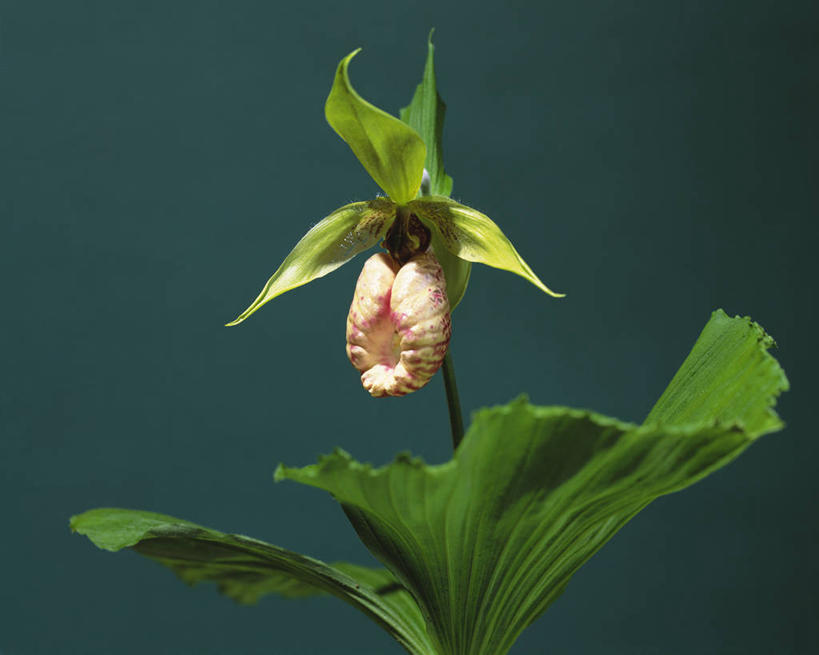 无人,横图,室外,特写,白天,正面,美景,叶子,阴影,朦胧,模糊,盛开,光线,影子,景观,绿叶,花蕾,花,花瓣,花朵,鲜花,一朵,阳光,自然,花苞,花蕊,嫩叶,景色,高雅,自然风光,淡泊,花中君子,杓兰,兰花,叶,叶片,彩图,拟兰,女神之花