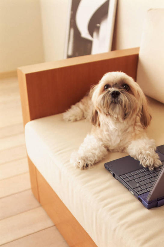 无人,客厅,竖图,室内,白天,正面,绘画,电脑,笔记本电脑,沙发,宠物,狗,阴影,艺术,反射,网络,影子,墙,古典,注视,文化,通讯设备,墙壁,墙面,一只,白色,动物,工艺品,观察,看,趴着,品味,可爱,观看,一台,美术,察看,无线,起居室,高雅,关注,挂画,通信设备,无线网络,布艺沙发,无线上网,便携式电脑,忠诚,美学,客堂,手提电脑,装饰画,犬,趴,彩图,全身