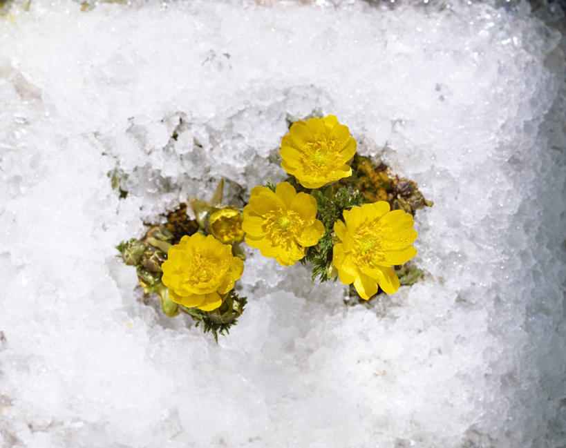 无人,横图,俯视,室外,特写,白天,幸福,美景,四朵,阴影,盛开,光线,影子,景观,花蕾,花,花瓣,花朵,鲜花,黄色,阳光,自然,花苞,花蕊,景色,吉祥,自然风光,如意,福寿草,冰里花,冰凉花,冰了花,冰凌花,冰溜花,侧金盏花,金盅花,彩图,高角度拍摄