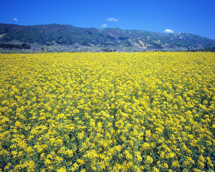 无人,农田,横图,室外,白天,正面,旅游,度假,庄稼,农作物,花海,花圃,美景,山,山脉,植物,叶子,长野县,日本,亚洲,阴影,盛开,光线,影子,景观,山峰,云,云朵,山峦,花蕾,云彩,娱乐,花,花瓣,花朵,花卉,鲜花,树,树木,黄色,蓝色,绿色,白云,蓝天,天空,阳光,自然,花丛,花束,花田,群山,天,花苞,花蕊,油菜花,享受,休闲,景色,放松,生长,晴朗,成长,自然风光,东亚,本州,本州岛,日本国,中部地方,长野,晴空,彩图,耕地,庄稼田,油菜花田,饭山市,芸苔,芸薹