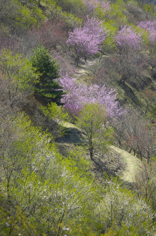 无人,竖图,室外,白天,正面,旅游,度假,幸福,纯洁,美景,森林,树林,植物,道路,路,樱花,日本,亚洲,盛开,景观,小路,交通,花蕾,娱乐,花,花瓣,花朵,鲜花,树,树木,粉色,绿色,自然,花苞,花蕊,享受,休闲,景色,放松,乡间小路,生长,成长,等待,生命,自然风光,东亚,本州,关东地方,本州岛,日本国,栃木,栃木县,藤冈町,仙樱花,福岛樱,青肤樱,高尚,热烈,荆桃,彩图,下都贺郡