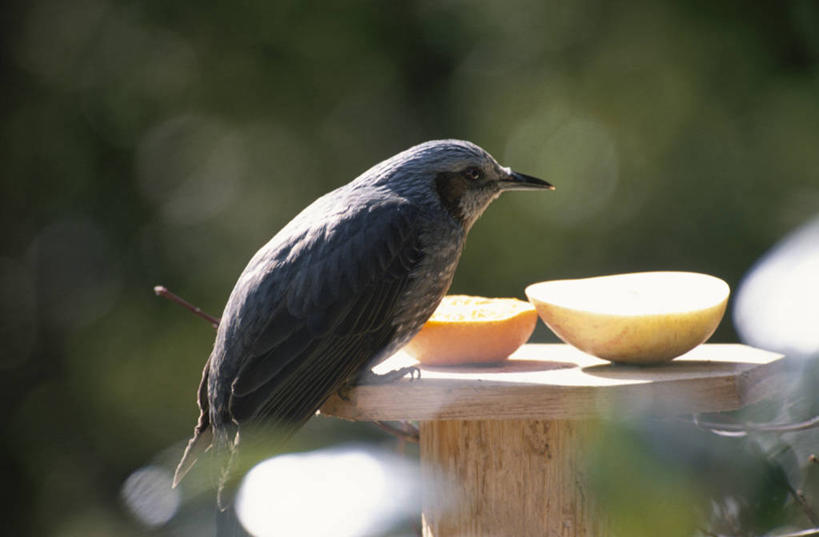 无人,站,横图,室外,白天,侧面,美景,鸟,苹果,水果,切开,阴影,朦胧,模糊,新鲜,光线,鸟类,影子,景观,生食,食品,果实,注视,食物,一只,阳光,自然,观察,看,切,站着,景色,有机食品,绿色食品,观看,察看,关注,自然风光,剖面,切面,栗耳鹎,鹎,站立,彩图,全身,棕耳鹎,栗耳短脚鹎