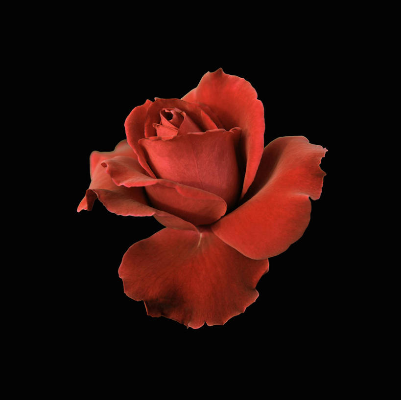 无人,横图,室内,特写,白天,正面,爱情,幸福,纯洁,热情,玫瑰,黑色背景,盛开,玫瑰花,浪漫,花蕾,花,花瓣,花朵,鲜花,一朵,红色,花苞,花蕊,温暖,温馨,恩爱,摄影,红玫瑰,影棚,和睦,感动,尊敬,天真,刺玫花,徘徊花,彩图,影棚拍摄,拍摄,融洽