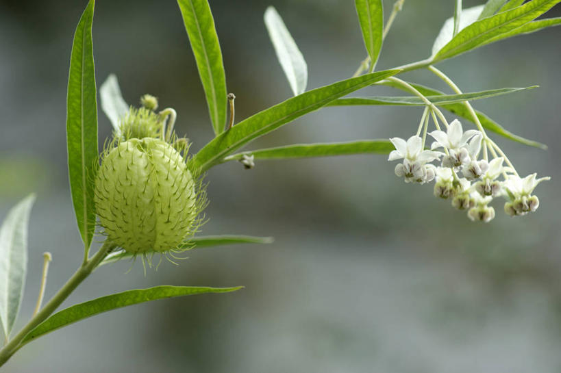 无人,横图,室外,特写,白天,正面,美景,植物,阴影,朦胧,模糊,光线,影子,景观,草药,药草,枝条,中药,树,树木,树枝,绿色,阳光,自然,景色,生长,成长,自然风光,药材,中草药,中药材,本草,马利筋,虬枝,枝杈,彩图