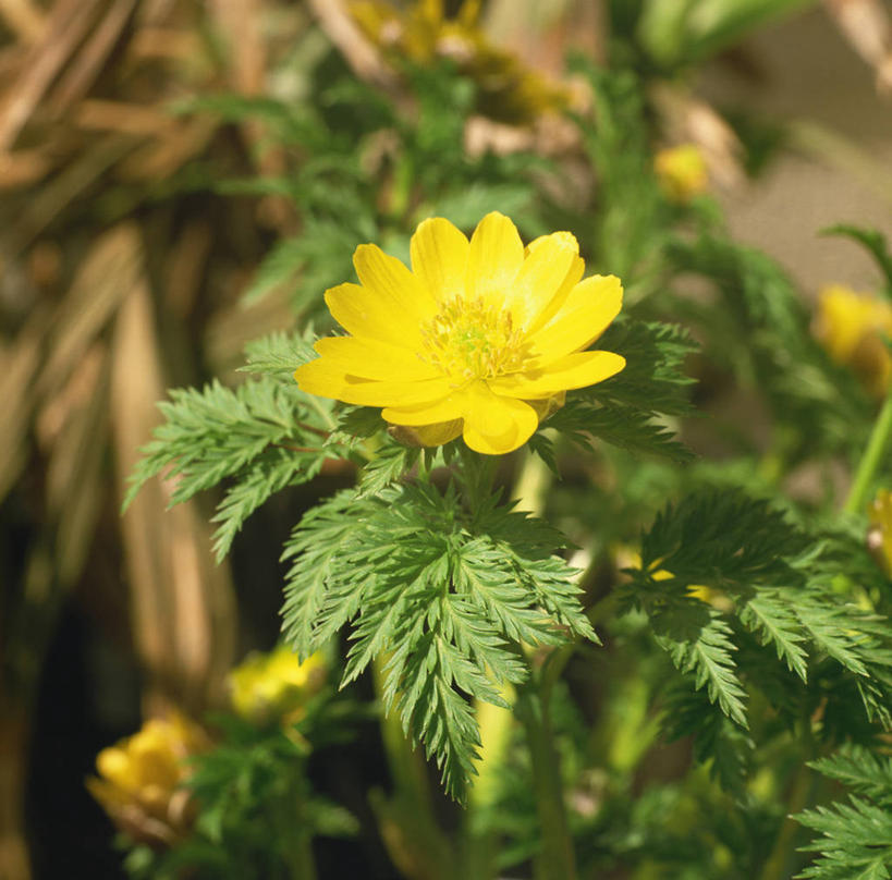 无人,横图,俯视,室外,特写,白天,幸福,美景,叶子,阴影,朦胧,模糊,盛开,光线,影子,景观,绿叶,花蕾,花,花瓣,花朵,鲜花,一朵,黄色,绿色,阳光,自然,花苞,花蕊,嫩叶,景色,吉祥,自然风光,如意,福寿草,冰里花,冰凉花,冰了花,冰凌花,冰溜花,侧金盏花,金盅花,叶,叶片,彩图,高角度拍摄