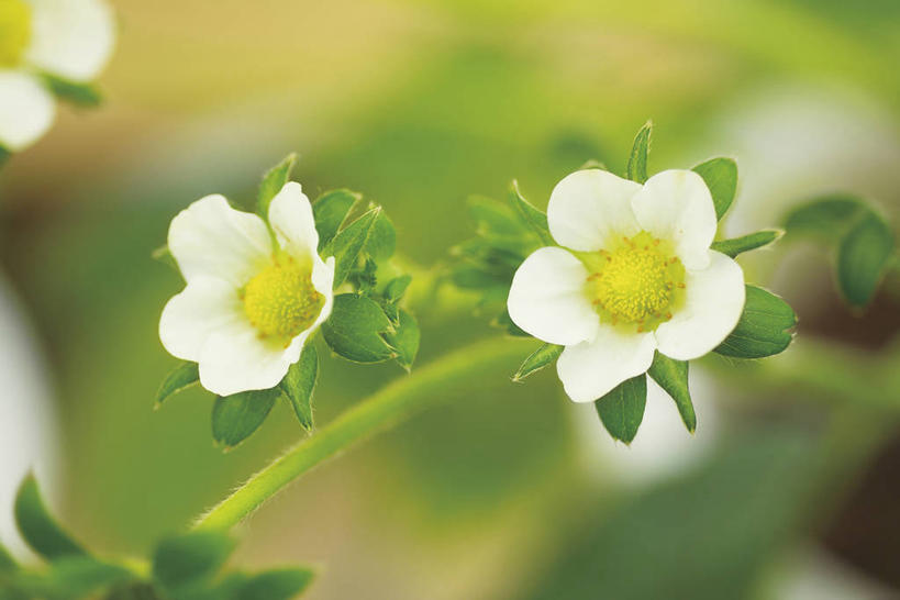 无人,横图,俯视,室外,特写,白天,美景,阴影,朦胧,模糊,盛开,光线,影子,景观,花蕾,花,花瓣,花朵,鲜花,两朵,白色,阳光,自然,花苞,花蕊,景色,自然风光,勇气,草莓花,甜蜜,彩图,高角度拍摄,恋情