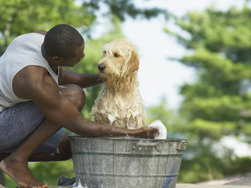西方人,一个人,蹲,抱,横图,室外,白天,侧面,洗澡,树林,植物,宠物,狗,欧洲,非洲,黑人,欧洲人,仅一个男性,仅一个人,阴影,服装,朦胧,模糊,光线,木盆,盆子,影子,拿,拉布拉多,拿着,注视,休闲装,拉布拉多猎犬,树,树木,仅一个年轻男性,一只,衣服,绿色,蓝天,天空,自然,动物,毛巾,天,观察,看,休闲,休闲服,可爱,服饰,抱着,观看,察看,搂着,关注,拉布拉多犬,忠诚,男人,男性,年轻男性,非洲人,犬,蹲着,搂,半身,彩图
