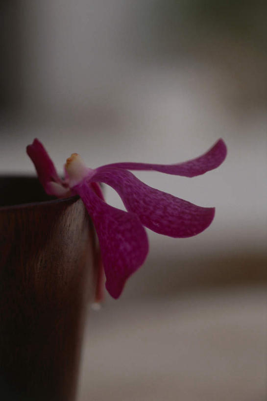 无人,竖图,室内,特写,白天,正面,阴影,朦胧,模糊,盛开,反射,影子,花蕾,花,花瓣,花朵,鲜花,一朵,紫色,花苞,花蕊,高雅,淡泊,花中君子,兰花,彩图