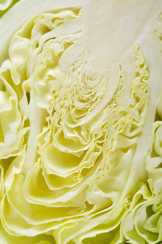 无人,竖图,俯视,室内,特写,白天,餐桌,桌子,蔬菜,椰菜,卷心菜,切开,阴影,新鲜,反射,影子,食品,半个,食物,切,一半,甘蓝,有机食品,绿色食品,抱子甘蓝,芽甘蓝,餐台,剖面,切面,球芽甘蓝,子持甘蓝,结球甘蓝,甘兰,包心菜,彩图,高角度拍摄