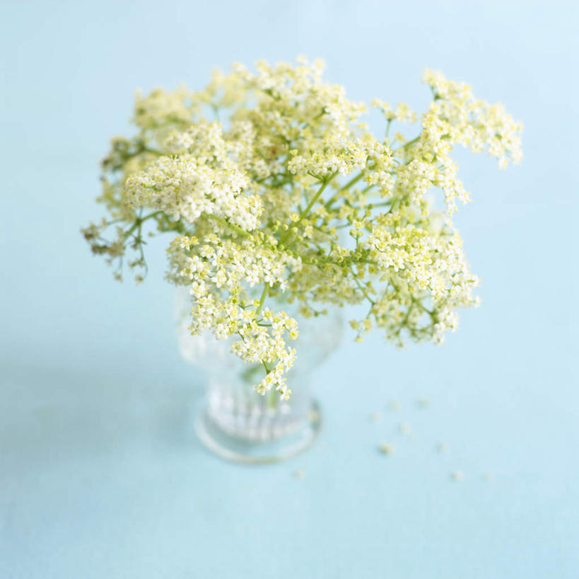 无人,横图,俯视,室内,特写,白天,花瓶,蓝色背景,朦胧,模糊,盛开,花蕾,花,花瓣,花朵,鲜花,瓶子,花苞,花蕊,摄影,影棚,彩图,高角度拍摄,影棚拍摄,拍摄